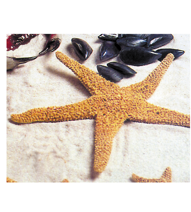 Pacific Starfish 12"-14"